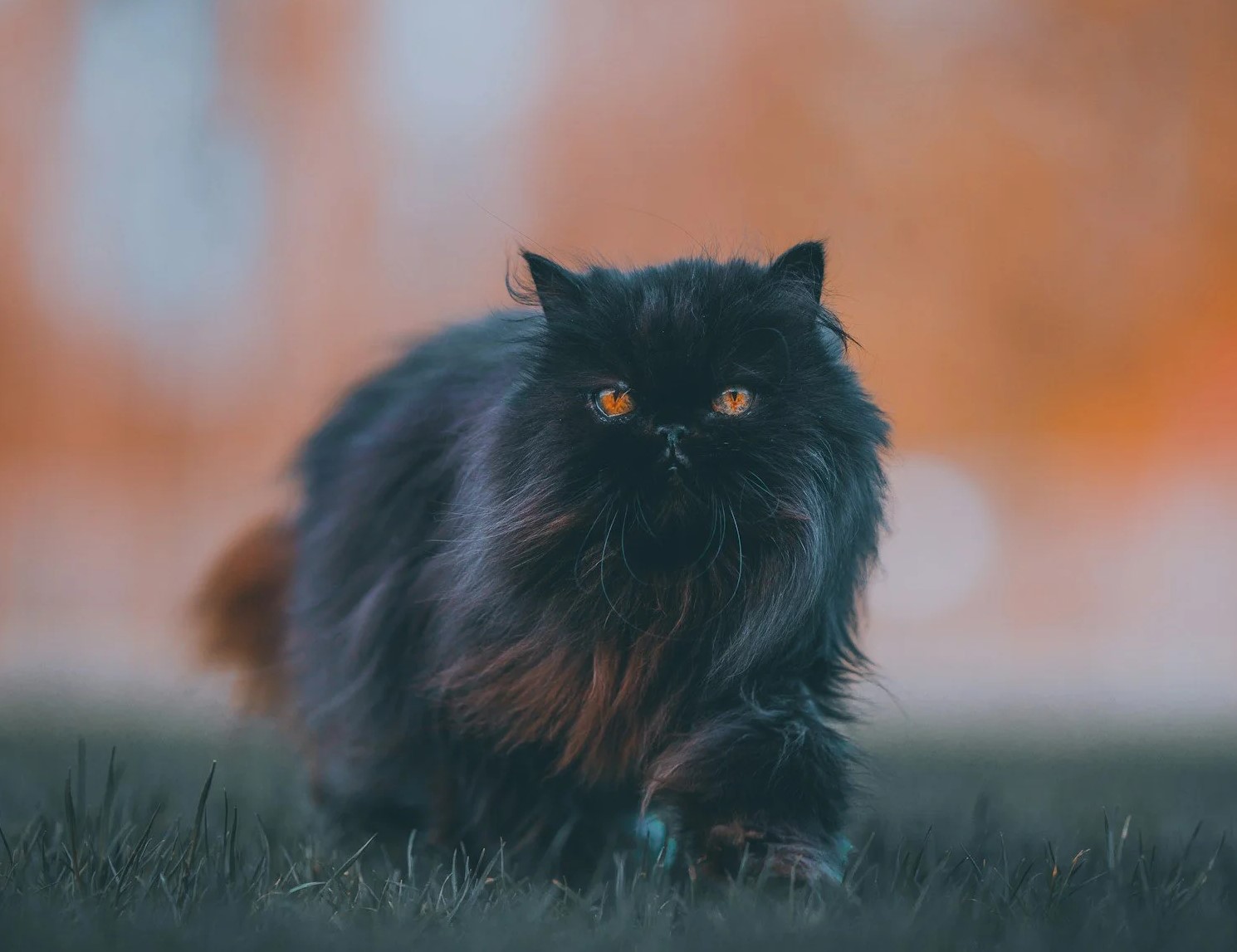 Black cat with orange eyes